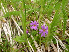 Primula cuneifolia