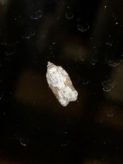 Acleris ptychogrammos