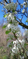 Pyrus calleryana
