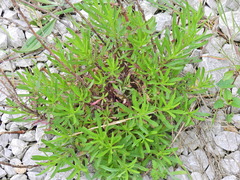 Senecio inaequidens