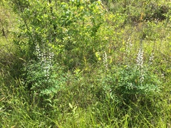 Baptisia albescens