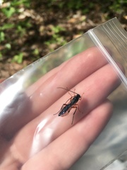 Pimpla pedalis