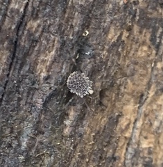 Ortholasma levipes
