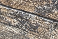 Ortholasma levipes