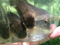 Nocomis leptocephalus