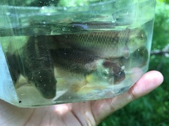 Nocomis leptocephalus