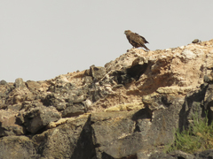 Buteo buteo insularum