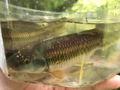 Nocomis leptocephalus