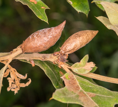 Amphibolips acuminata