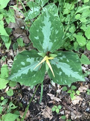 Trillium luteum
