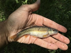 Nocomis leptocephalus