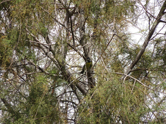 Cyanistes teneriffae degener