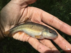 Nocomis leptocephalus