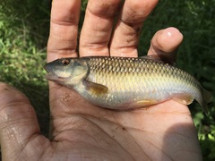 Nocomis leptocephalus