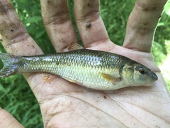 Nocomis leptocephalus