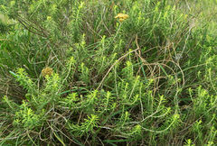 Helichrysum kraussii