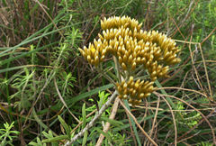 Helichrysum kraussii