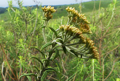 Helichrysum kraussii