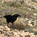 Corvus corax canariensis - Photo (c) Stan van Remmerden, some rights reserved (CC BY-NC), uploaded by Stan van Remmerden
