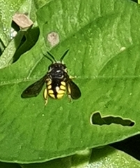 Micranthidium