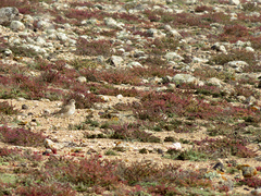 Charadrius morinellus