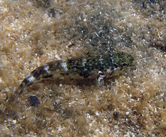 Mauligobius maderensis