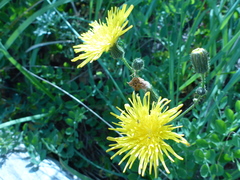 Sonchus arvensis arvensis