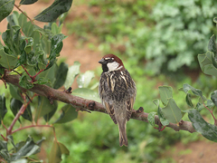 Passer hispaniolensis hispaniolensis