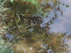 Natrix helvetica sicula