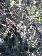 Baccharis punctulata