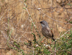 Curruca conspicillata