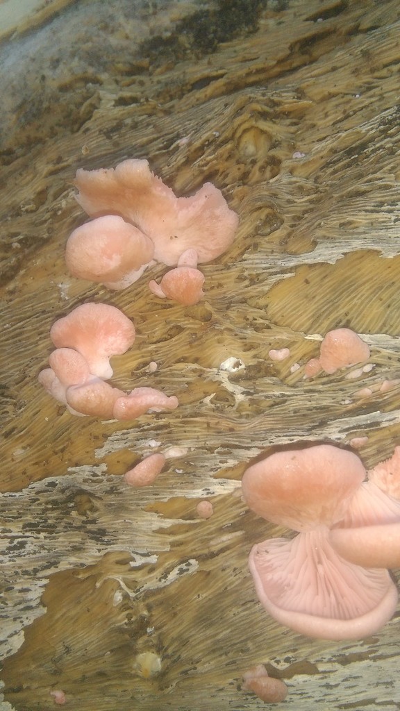Pleurotus djamor · May 2021 · photo: © bahianoayala (iNaturalist, cc-by)