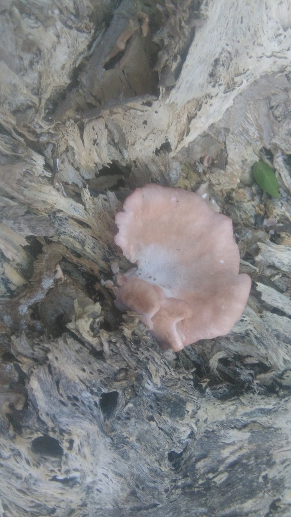 Pleurotus djamor · May 2021 · photo: © bahianoayala (iNaturalist, cc-by)