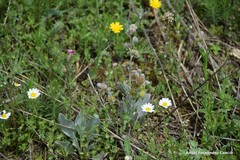 Cynoglossum cheirifolium