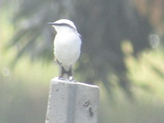 Fluvicola nengeta