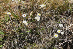 Helichrysum monticola