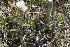 Helichrysum monticola