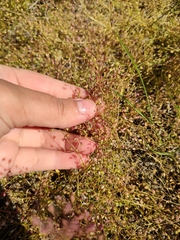 Hornungia procumbens