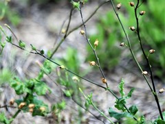 Nicotiana repanda