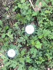 Convolvulus arvensis