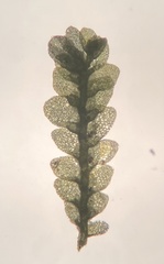 Lejeunea cavifolia