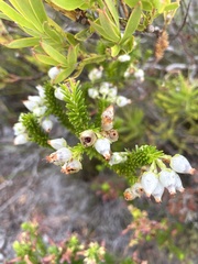 Erica physodes