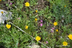 Leontodon longirostris