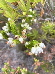 Erica physodes