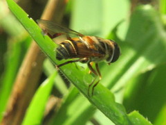Palpada
