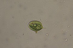 Phacus caudatus