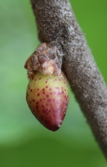 Amphibolips acuminata