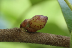 Amphibolips acuminata