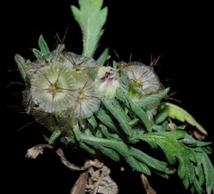 Lomelosia stellata image