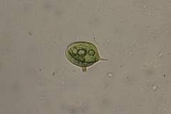 Phacus caudatus